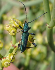 Clavomela ciliata