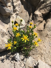 Senecio fremontii