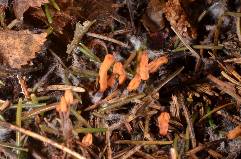 Heyderia cucullata