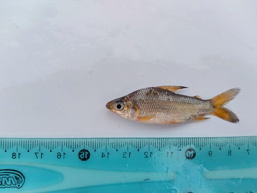 Speckled curimata (Steindachnerina conspersa) — Curimatidae — 4