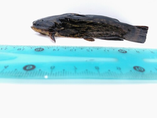 Driftwood catfish (Trachelyopterus coriaceus) — Auchenipteridae