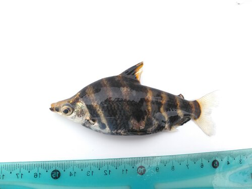 Headstander (Abramites hypselonotus) — Anostomidae — 2