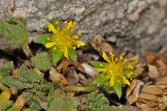 Ivesia jaegeri