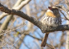 Nystalus maculatus
