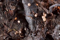 Trichophaeopsis bicuspis