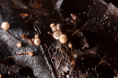 Trichophaeopsis bicuspis