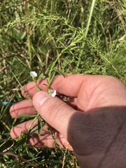 Mecardonia acuminata