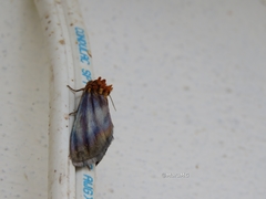 Eulithosia plesioglauca