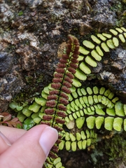 Asplenium trichomanes