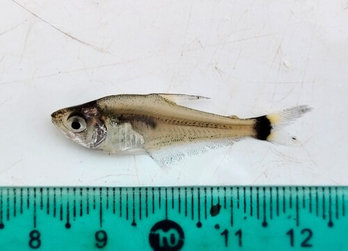 Silver sabretooth tetra (Cynopotamus argenteus) — Characidae — 5