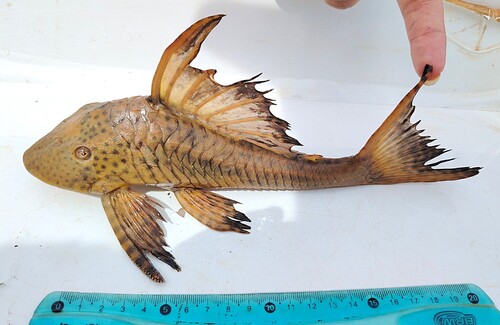 Spoontooth pleco (Hypostomus cochliodon) — Loricariidae — 5