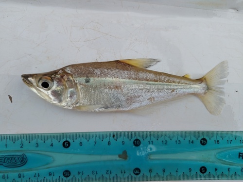 Glass dogtooth tetra (Galeocharax humeralis) — Characidae
