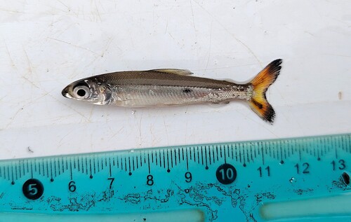 Straightmouth hemiodus (Hemiodus orthonops) — Hemiodontidae — 2