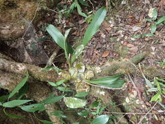 Bulbophyllum occlusum image