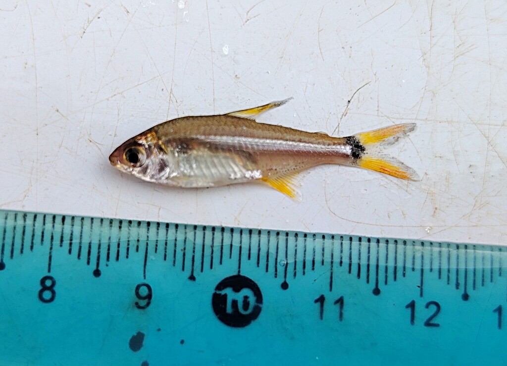 Paraguay tetra (Odontostilbe paraguayensis) — Characidae