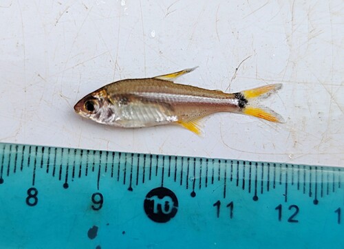 Paraguay tetra (Odontostilbe paraguayensis) — Characidae