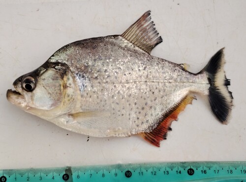 Randpiranha (Serrasalmus marginatus) — Serrasalmidae — 5