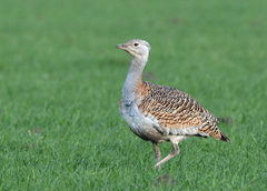 Great Bustard photo 5