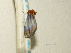 Eulithosia plesioglauca