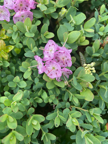 Kalmia polifolia iNaturalist observation