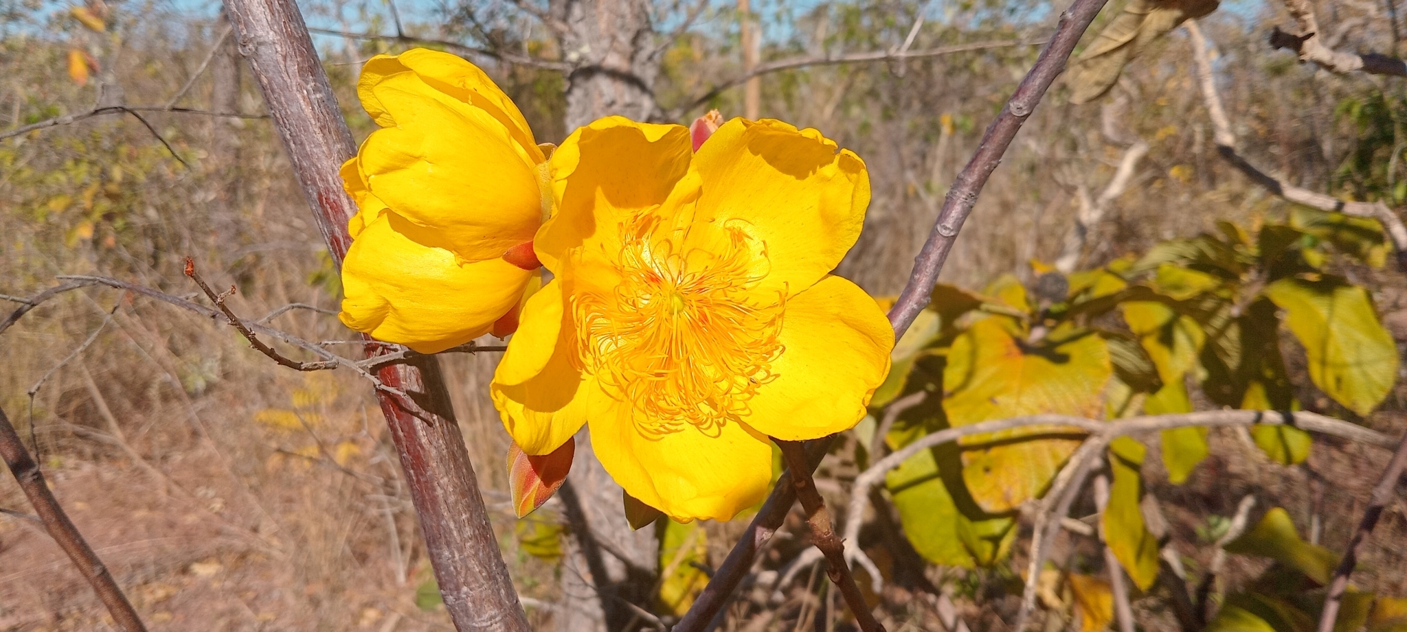 Cochlospermum regium