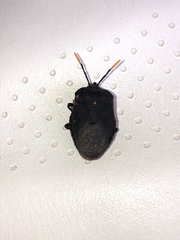 Dinidor impicticollis