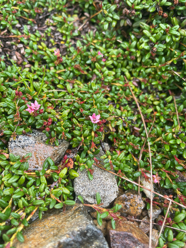 Kalmia procumbens iNaturalist observation