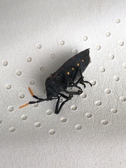 Dinidor impicticollis