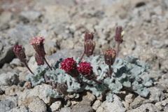 Chaenactis nevadensis