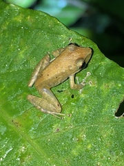 Pristimantis variabilis