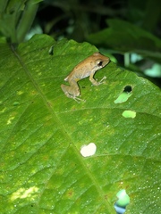 Pristimantis variabilis