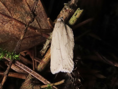 Acleris logiana