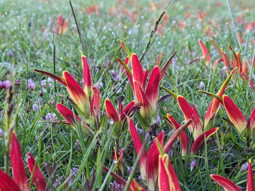 Castilleja tapeinoclada (Castilleja tapeinoclada)