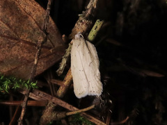 Acleris logiana