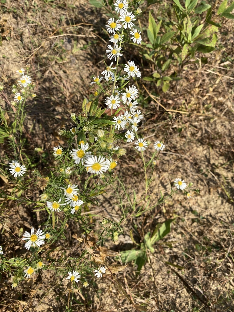 hairy white oldfield aster from Goodwill Rd, Huntington, WV, US on ...