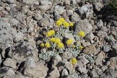 Eriogonum rosense