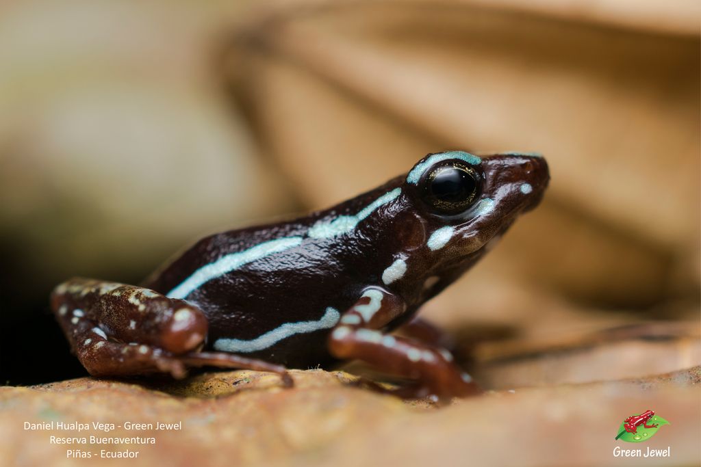 Phantasmal Poison Frogs