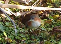 Laterallus melanophaius