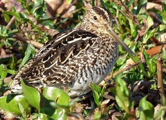 Gallinago paraguaiae