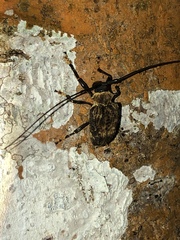 Polyrhaphis jansoni