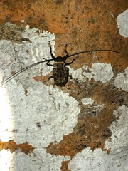 Polyrhaphis jansoni