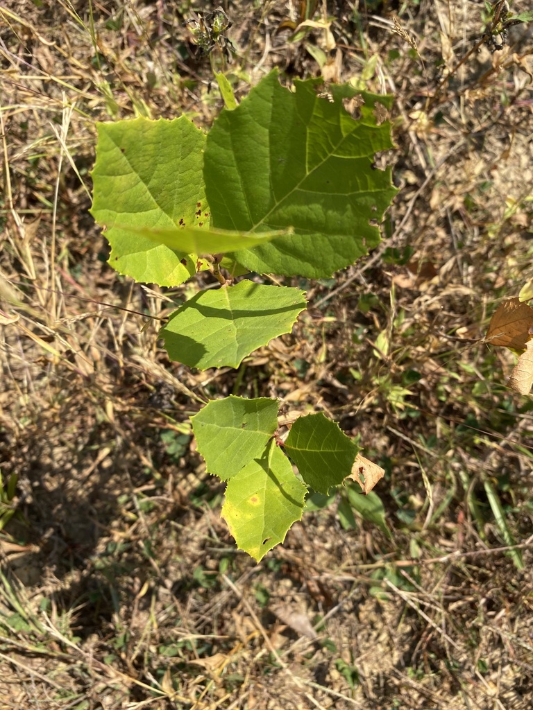 American sycamore from Goodwill Rd, Huntington, WV, US on October 1