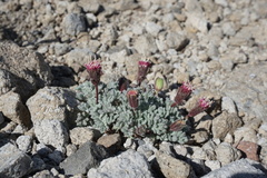 Chaenactis nevadensis