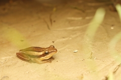 Bengal Whipping Frog photo 3