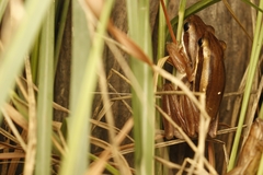 Bengal Whipping Frog photo 4