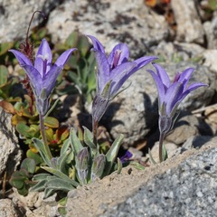 Campanula scabrella