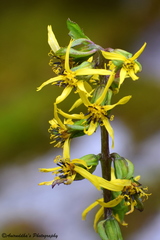 Ligularia jacquemontiana