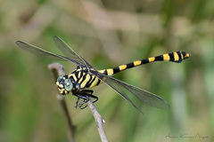 Ictinogomphus