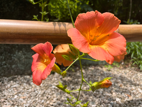 Campsis grandiflora — photo 2