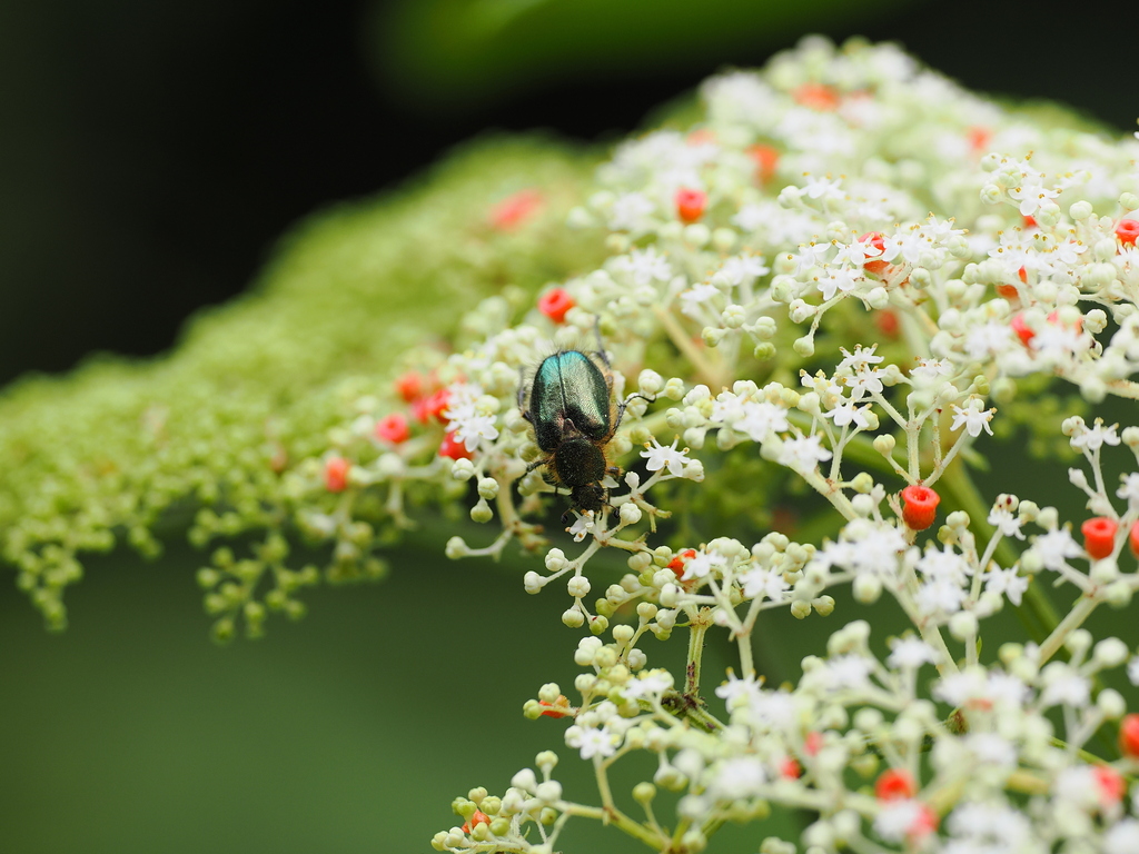 Amphicoma formosana